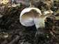 Szenes galambgomba (Russula nigricans), Somogy. Rövid, vaskos, kemény tönk